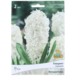 Гиацинт «Антарктика», высота 30 см, 2 шт. 82000159 STLM-2184878