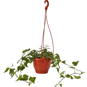 Santreyd Хедера — комнатное растение с декоративными листьями для вашего интерьера 85535973