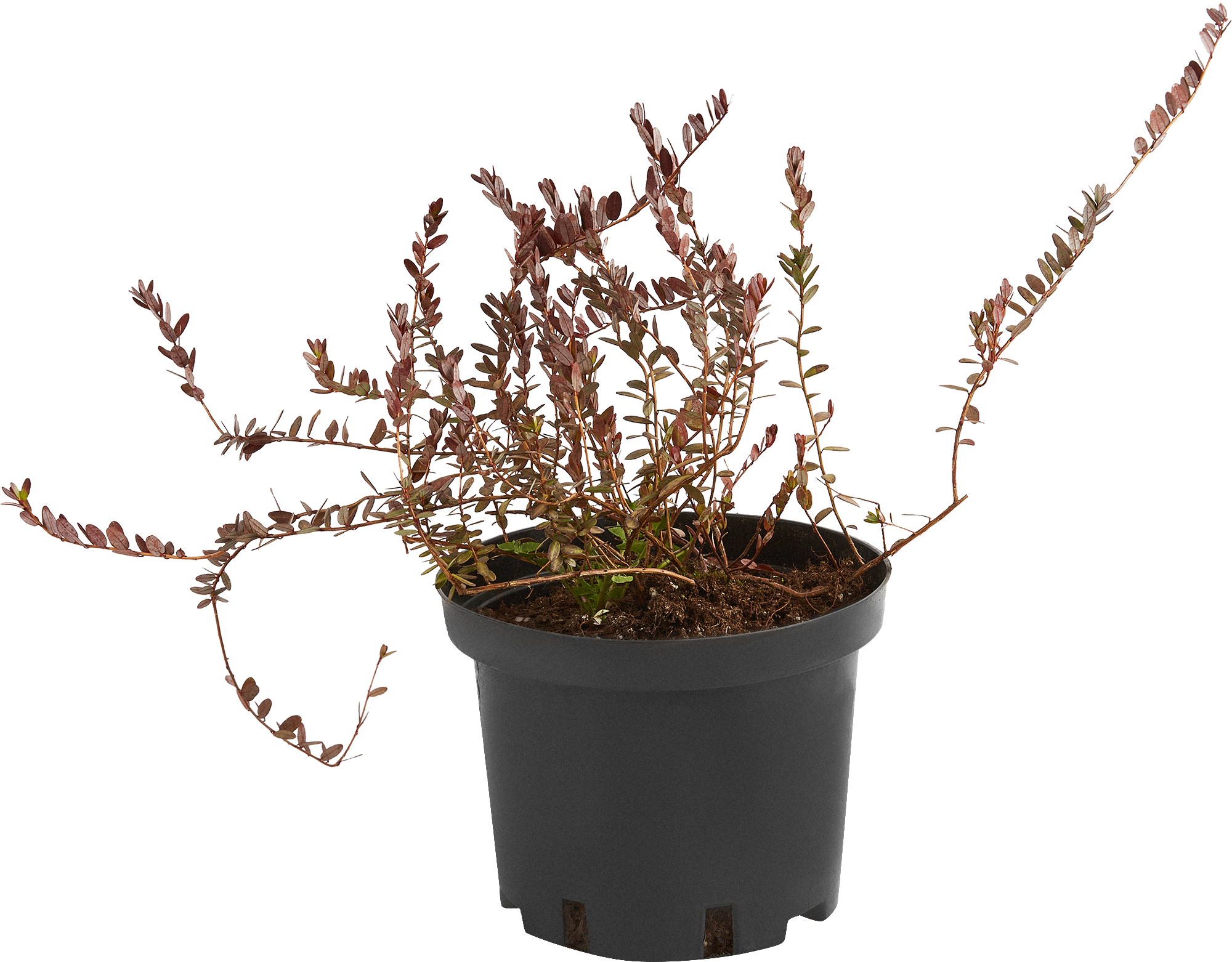 Клюква Стивенс Santreyd — морозостойкий саженец с обильным урожаем 85325517 STLM-0061610 - Вид №2