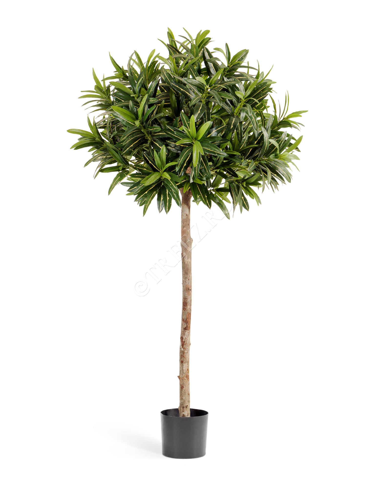 10.37505N Кротон Голдфингер зонтичный 150 см Цветочная коллекция 