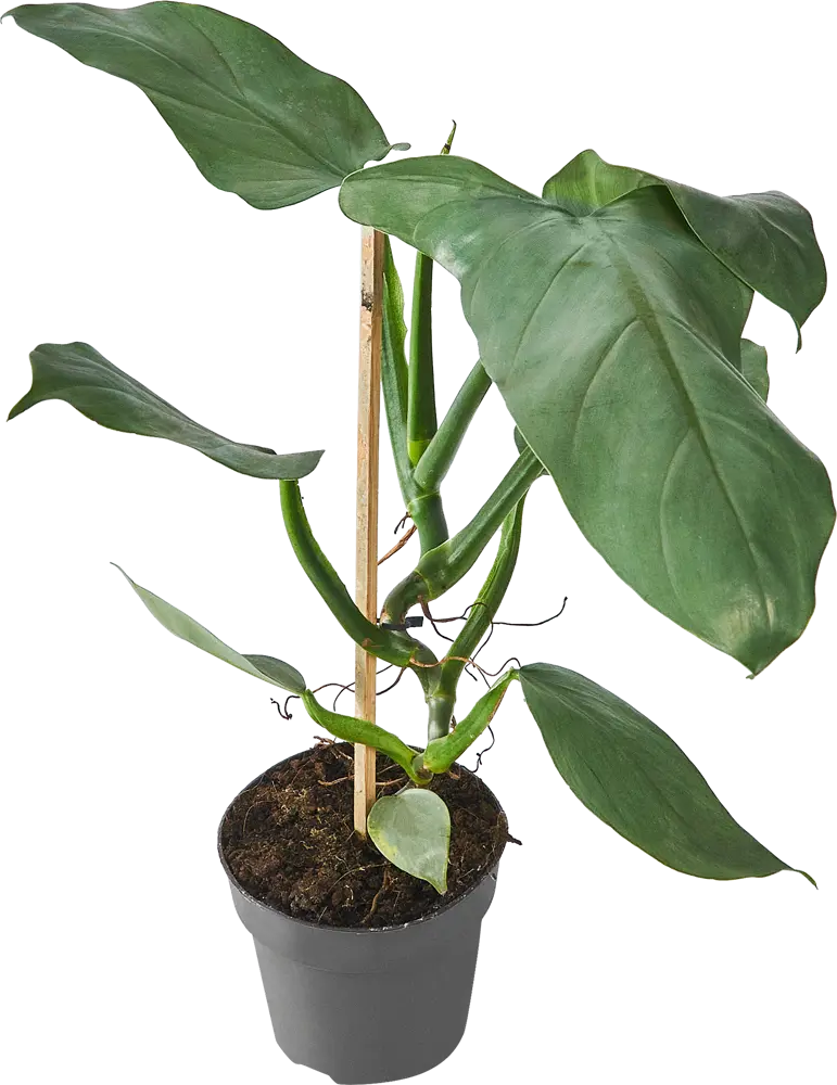 Филодендрон Santreyd Росток - живое украшение интерьера 84587067