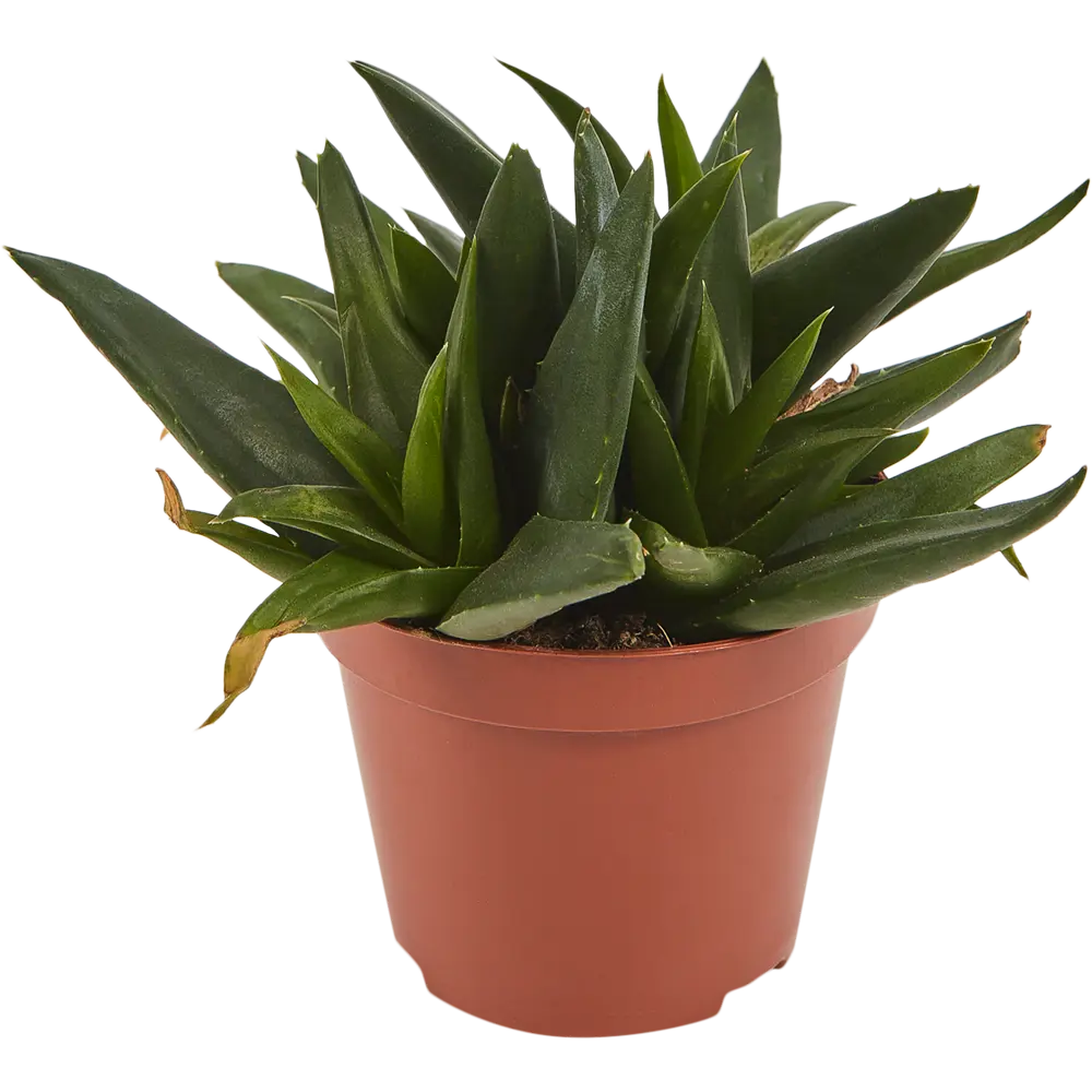 Santreyd Хавортия - суккулент для современного интерьера 82580126 STLM-0030569