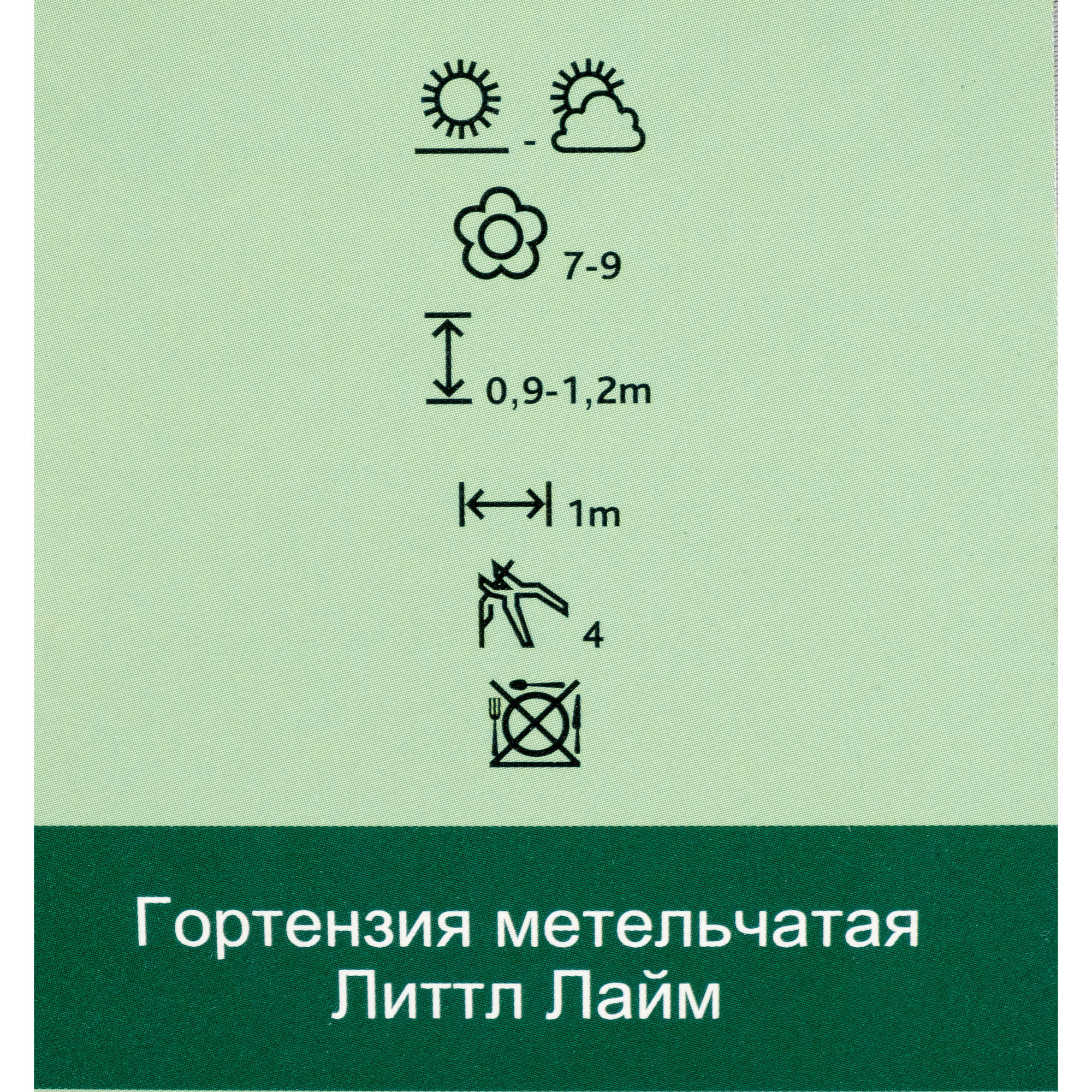 15711411 Гортензия метельчатая Литтл Лайм, P9 Santreyd  - Вид №1