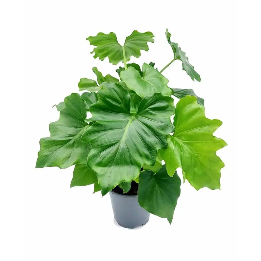 Филодендрон Шангри Ла Santreyd - комнатное растение для озеленения 89394865 STLM-1367474