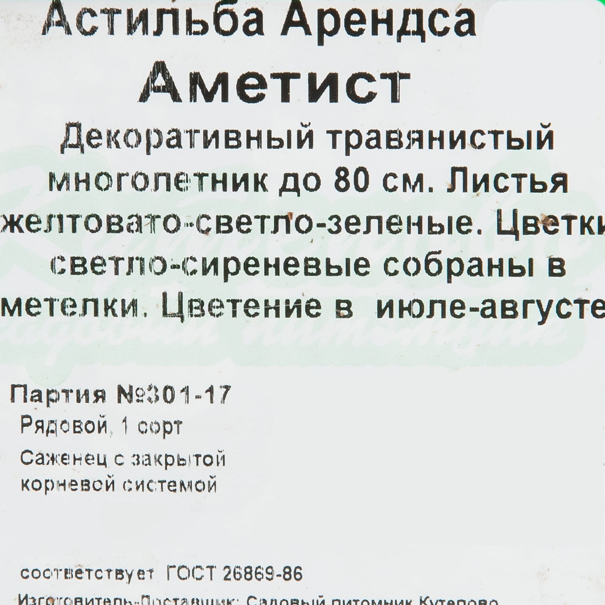 81954862 Астильба арендса С1 «Аметист» Santreyd  - Вид №1