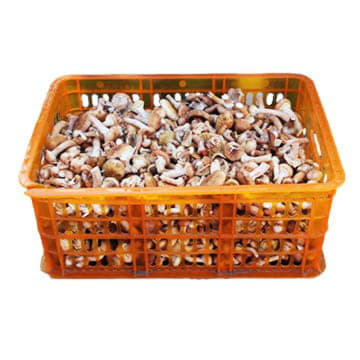 Опята в ящике ~3,5 кг Santreyd 26147