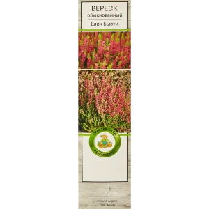Вереск обыкновенный Дарк бьюти h37 см 83786949 STLM-2177162
