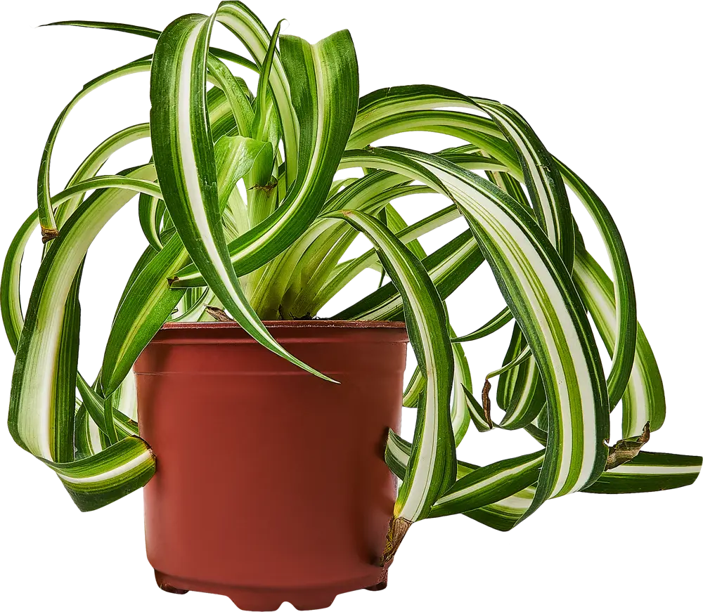 Santreyd Хлорофитум Бонни — изящный комнатный цветок с закрученными листьями 89296608