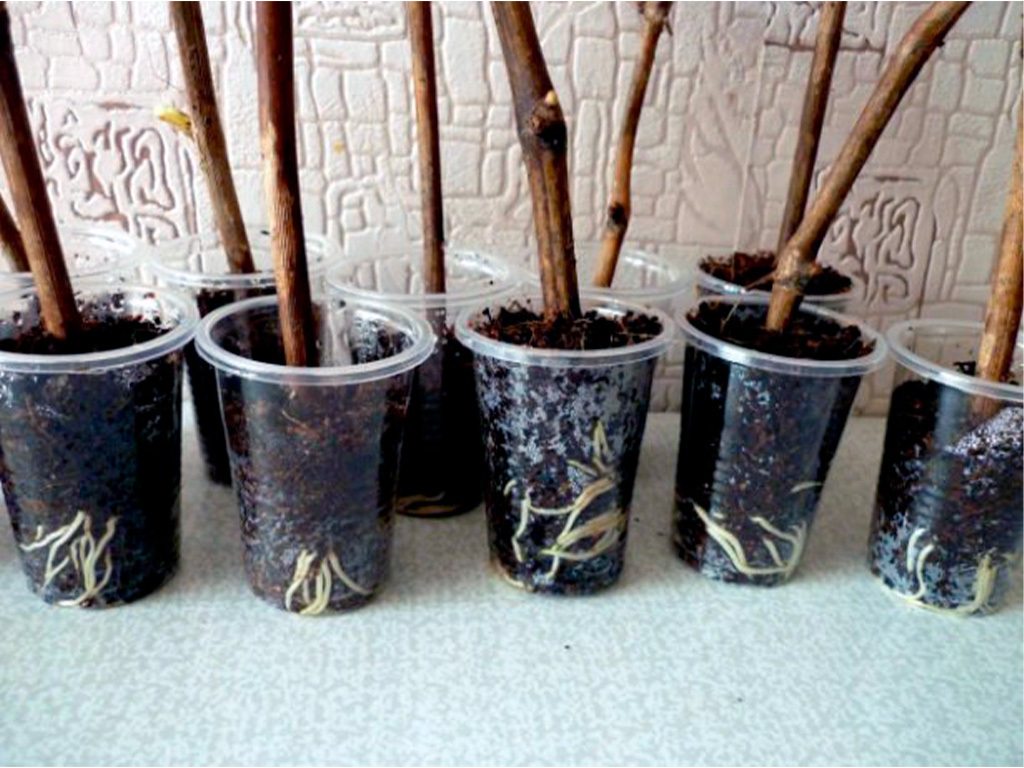 Кокосовый субстрат Орехнин, брикет 4 литра ГеоПластБорд GPBST-238 - Вид №4