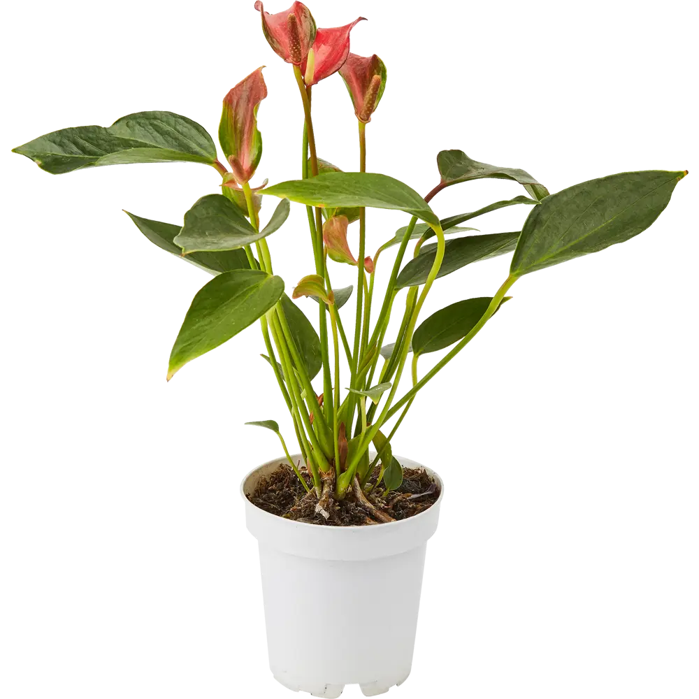 Santreyd Антуриум Андреанум — элегантное тропическое растение с глянцевой листвой 85324992 STLM-0061545