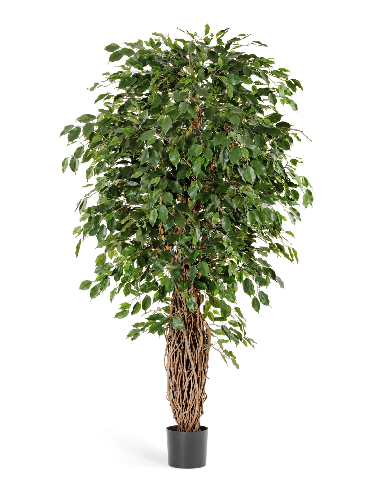 10.30806N Фикус Бенджамина Лиана Де Люкс Цветочная коллекция 