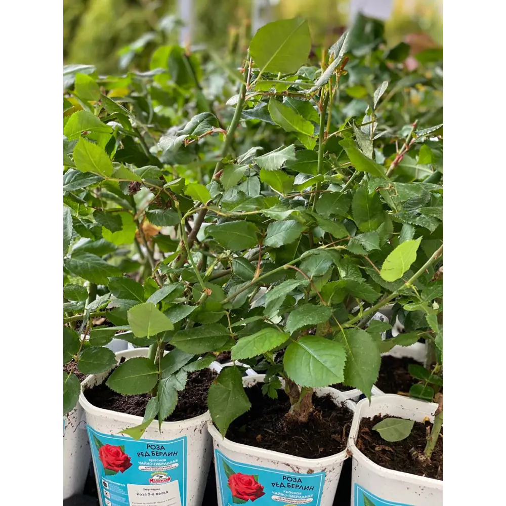 Santreyd Белая роза классическая бокаловидная для срезки 18648577 STLM-0966116 - Вид №1