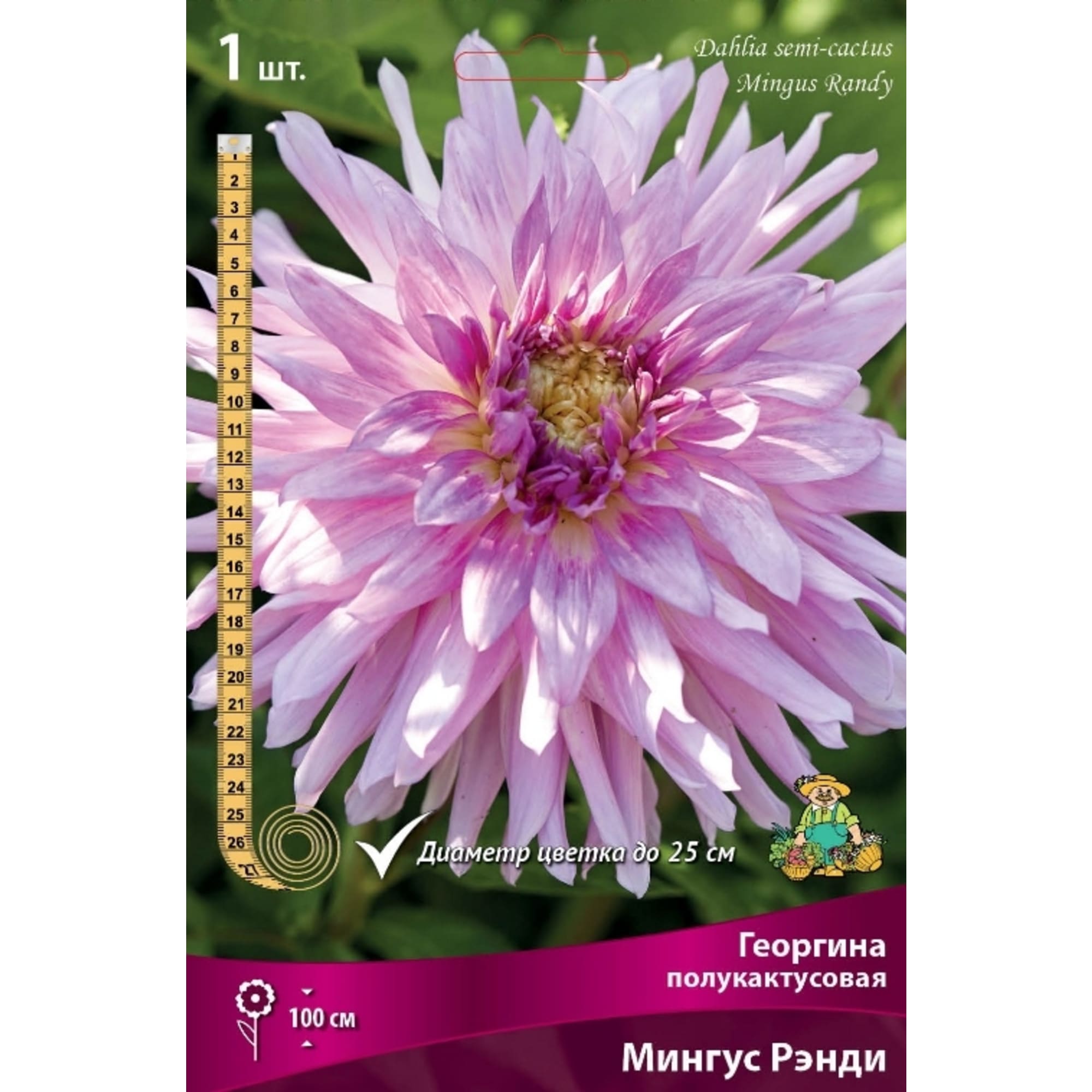 83593805 Георгина полукактусовая Мингус Рэнди луковица I Santreyd 