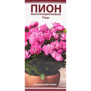 Пион молочноцветковый «Рим», размер луковицы I 82319609 STLM-2063347