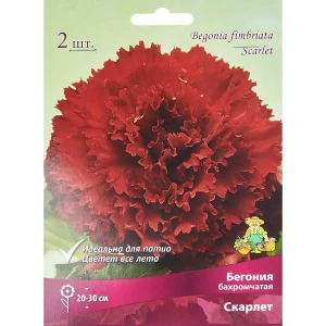 Бегония бахромчатая Скарлет, 2 шт