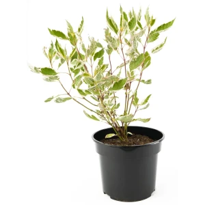 Дерен белый Ivory Hallo h45-65 см 85292587 STLM-2210845
