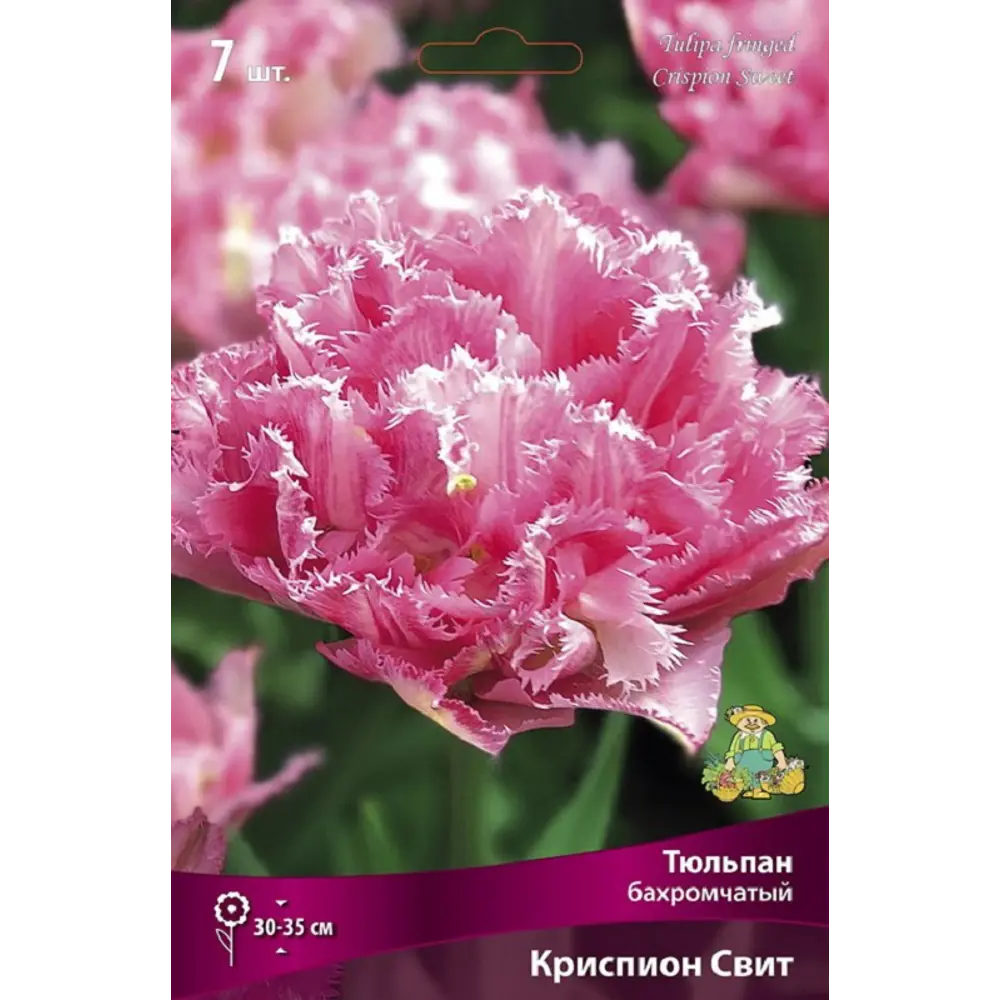Луковицы тюльпана бахромчатого Криспион Свит, 7 шт. 89433493 ПОИСК STLM-1584152