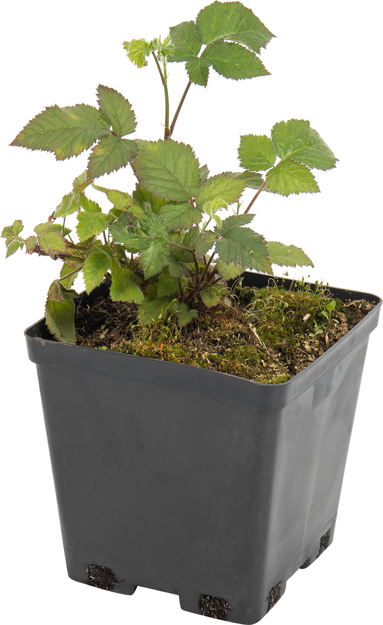 Саженец ежевики «Тройная Корона» Santreyd 82597072