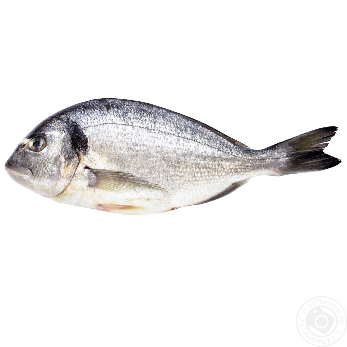 Дорадо охлажденный ~600 г Santreyd 11776 - Вид №1