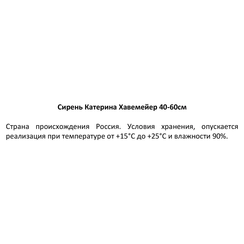 Сирень Катерина Хавемейер ø19 см h40-60 см 85087637 STLM-2098689 Santreyd  - Вид №2