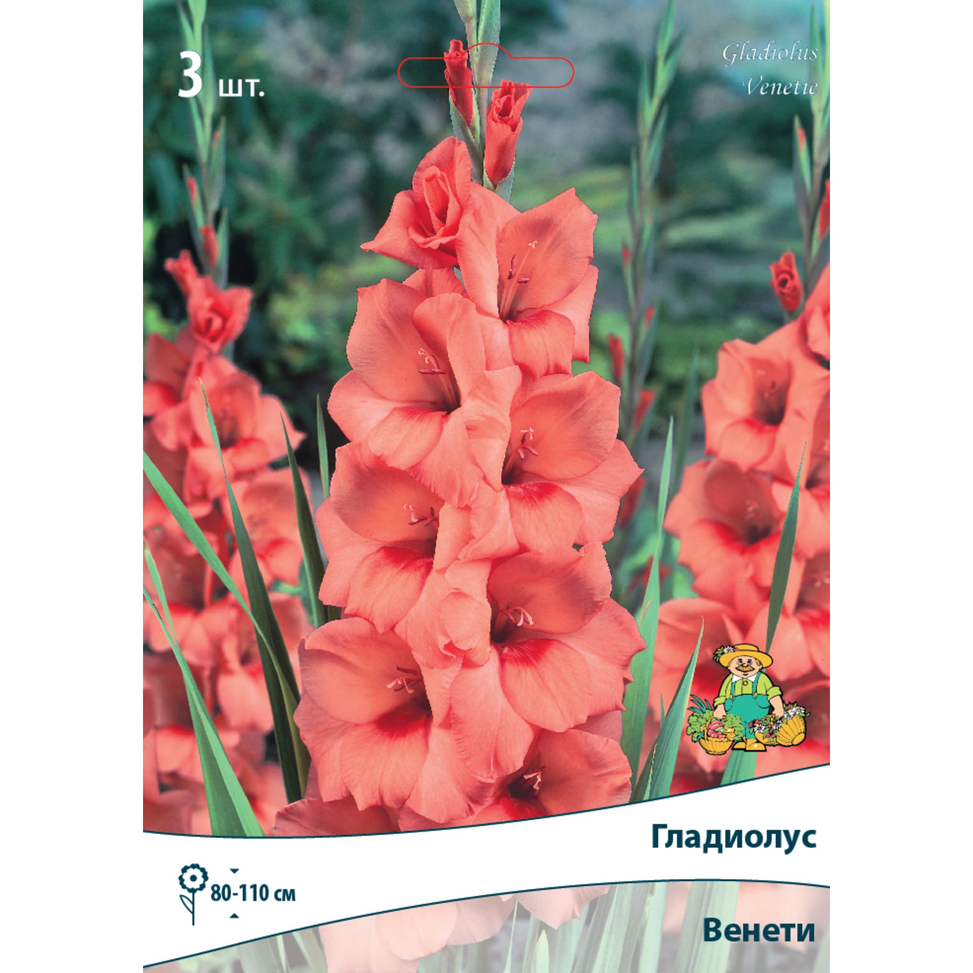 83596534 Гладиолус крупноцветковый Венети луковица 10/12 Santreyd 