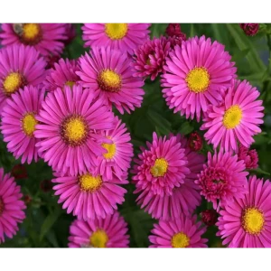 Астра бордюрная Дженни ø15 h50 см