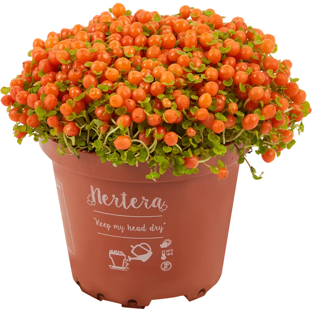 Santreyd Нертера Астрид — комнатное растение с яркими ягодами 85062768 STLM-0058104