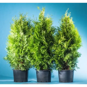 Туя западная «Брабант» 40x140-160 см 82625361 STLM-2047695