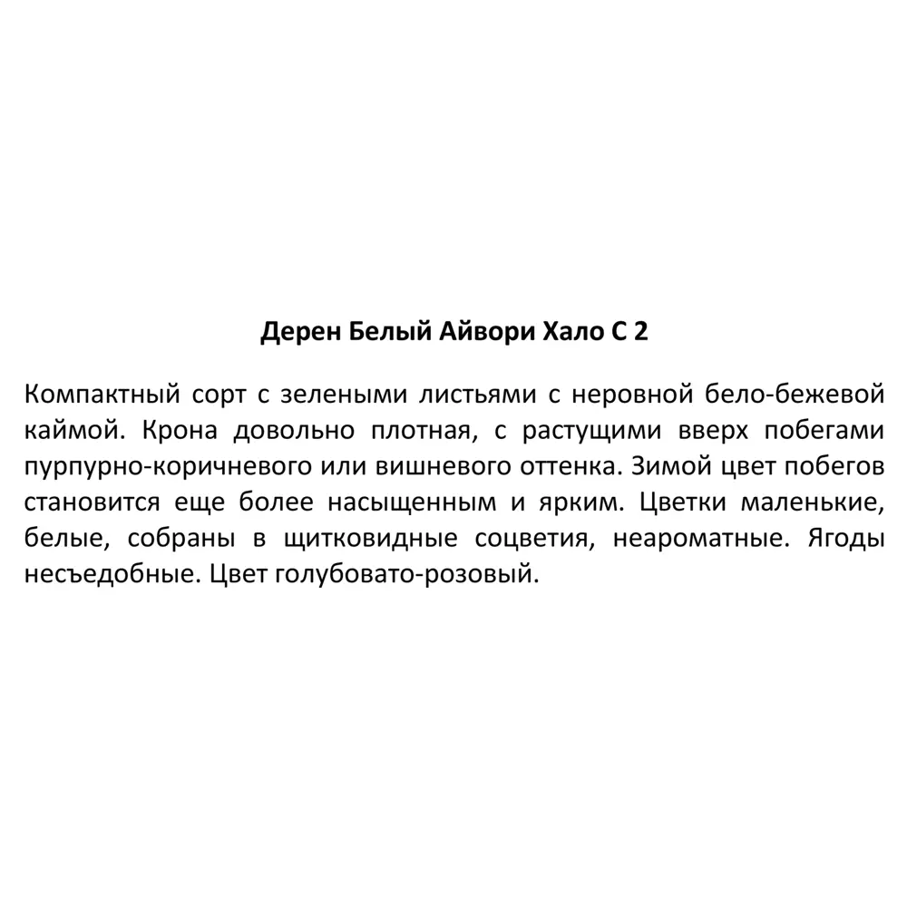 Дерен Айвори Хало белый ø14 h20 см 89369805 STLM-2057109 Santreyd  - Вид №2