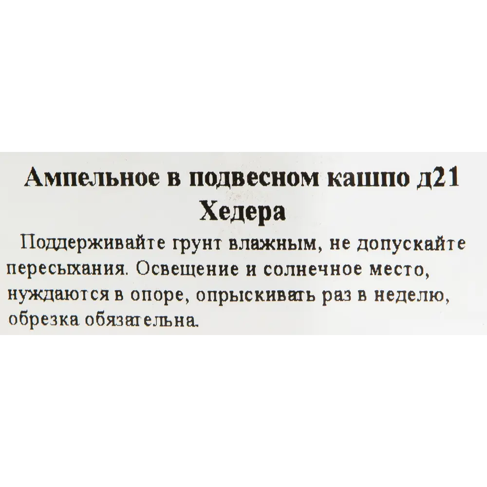 Хедера в кашпо ø21 h35 см 83248522 STLM-2186505 Santreyd  - Вид №1