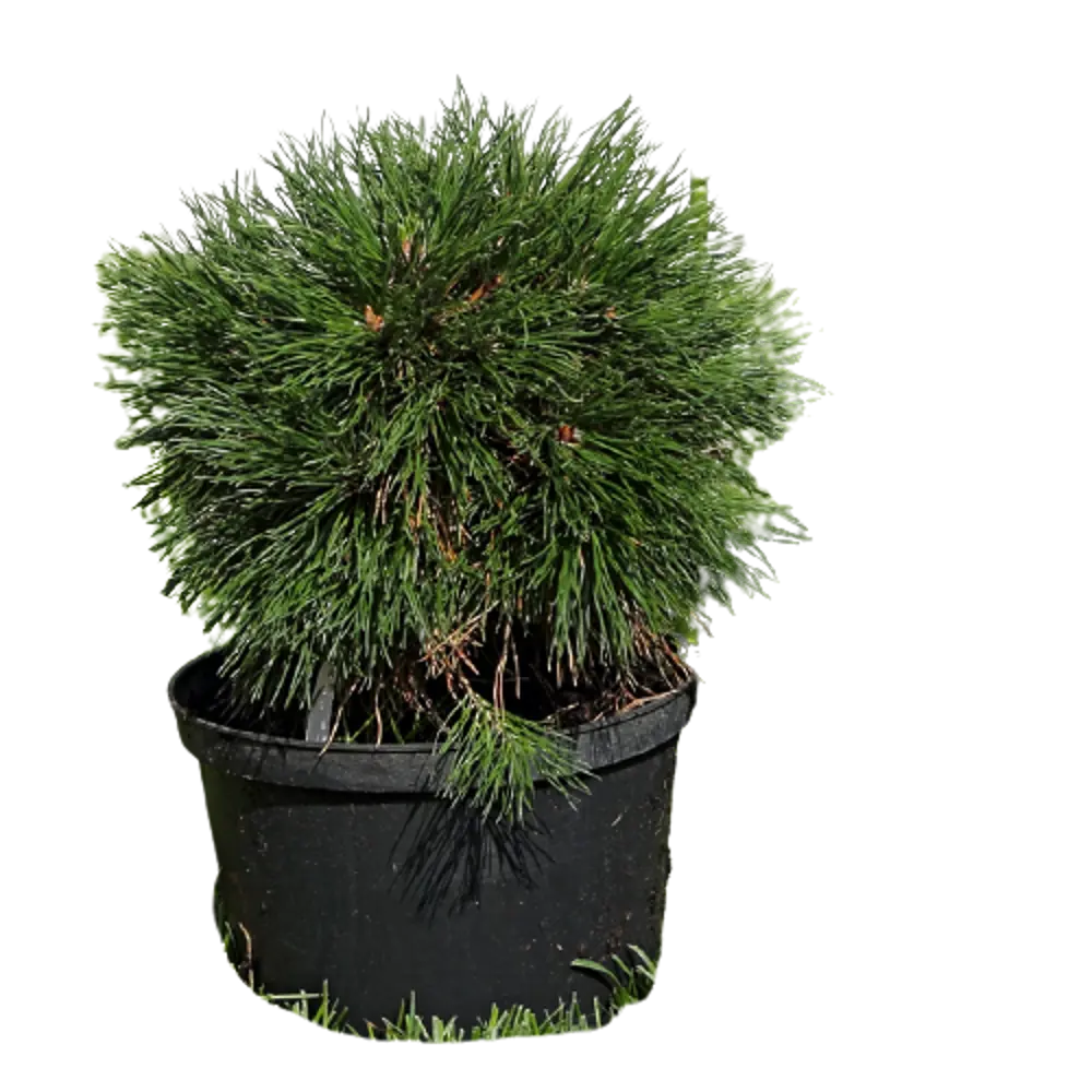 Сосна горная Варелла ø19 h40 см 84834214 STLM-2188368 PLANTMARKET 