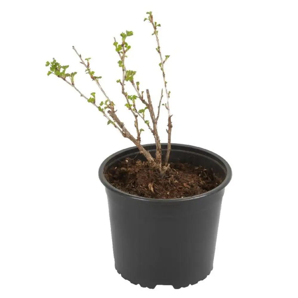 Крыжовник обыкновенный Грушенька 89465412 STLM-2127212 PLANTMARKET  - Вид №1