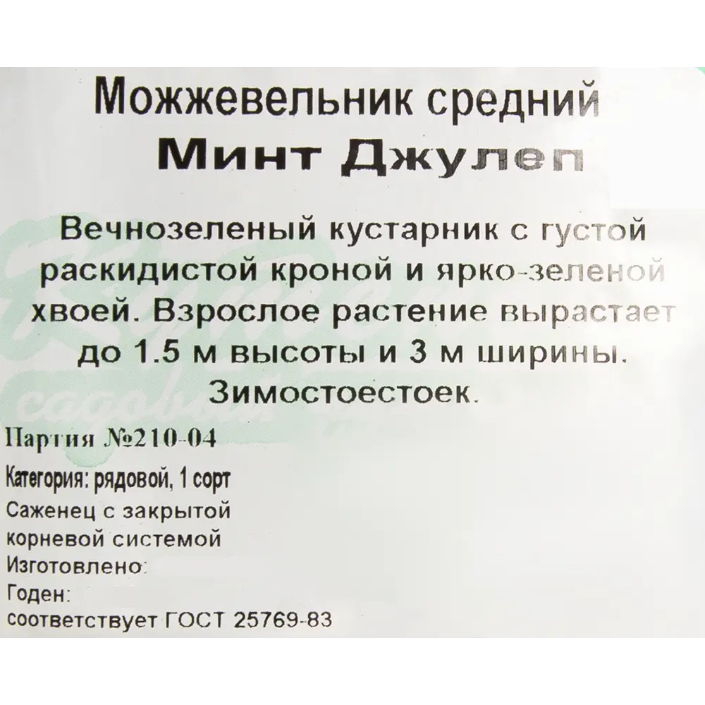 Можжевельник средний 9x10 см 82596779 STLM-2086195 Santreyd  - Вид №1