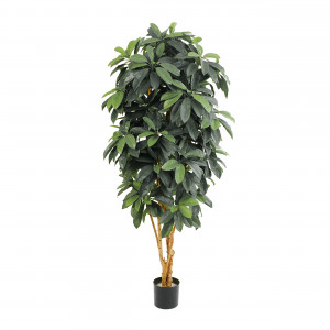 2000983181312 Шеффлера Леди 170 см SERAX