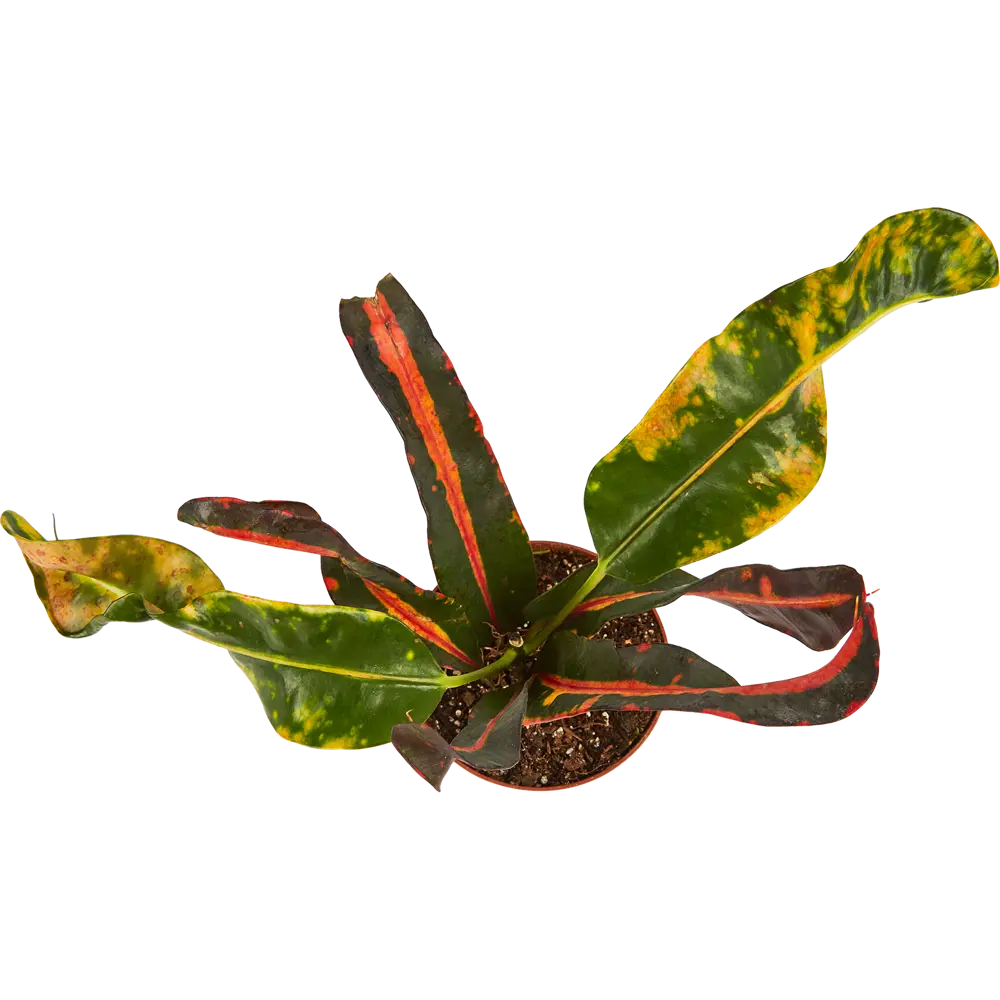 Santreyd Кротон микс - яркое комнатное растение с декоративными листьями 85325000 STLM-0061551 - Вид №3