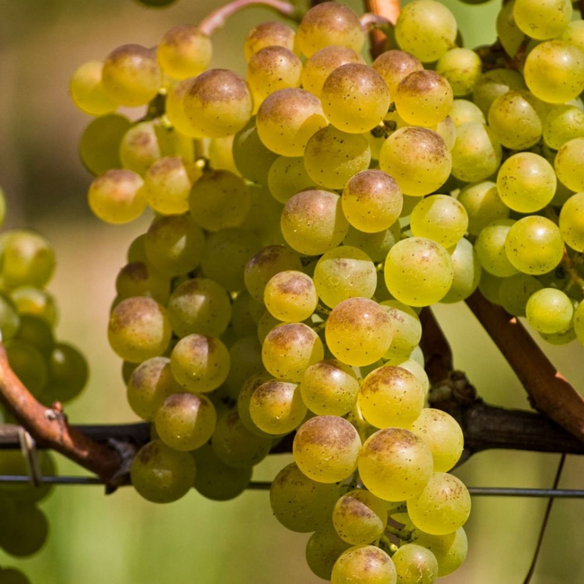 82282242 Виноград плодовый «Бианка» С2 50 см Santreyd  - Вид №1