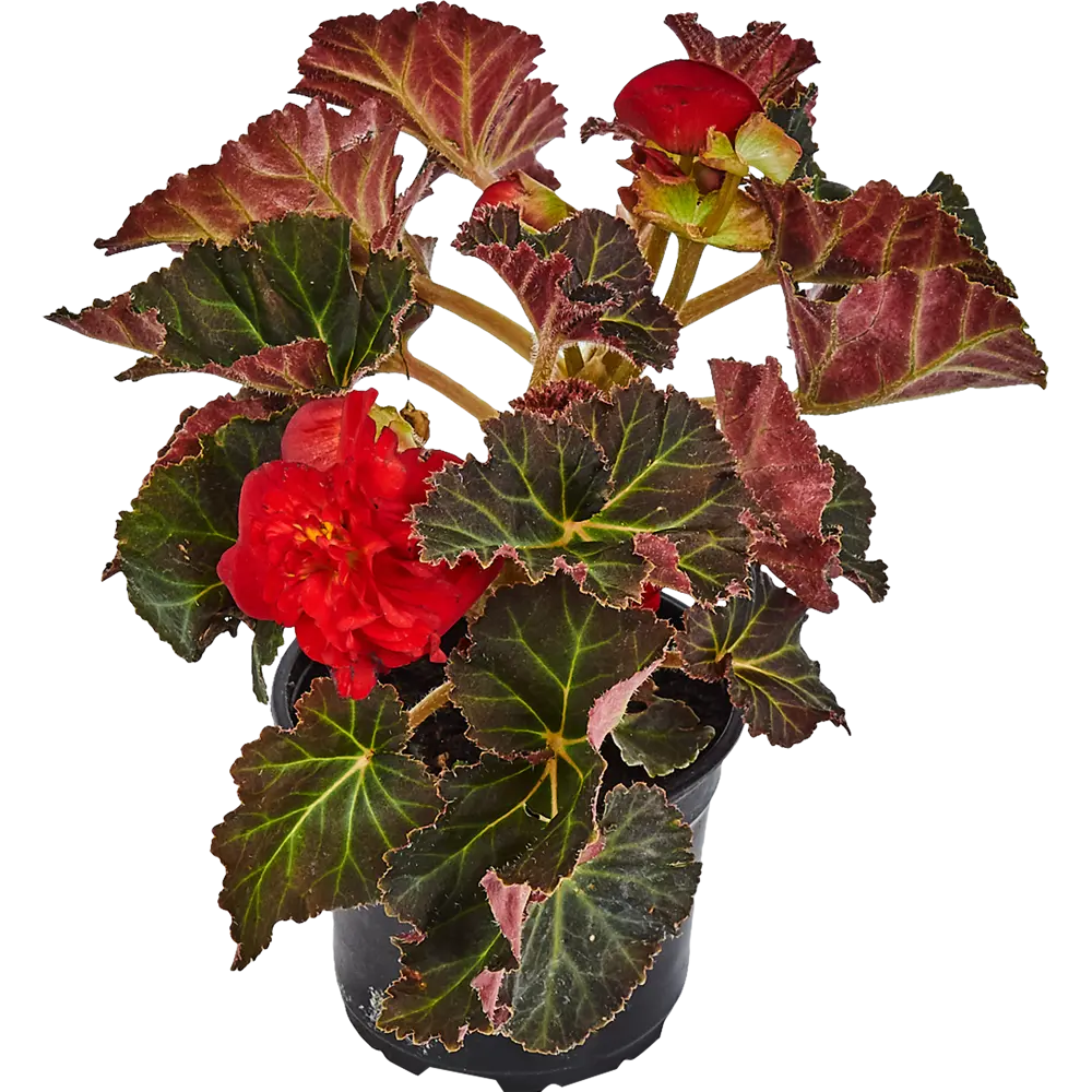 Бегония клубневая Santreyd - ароматное цветение до глубокой осени 83248434 STLM-0039948