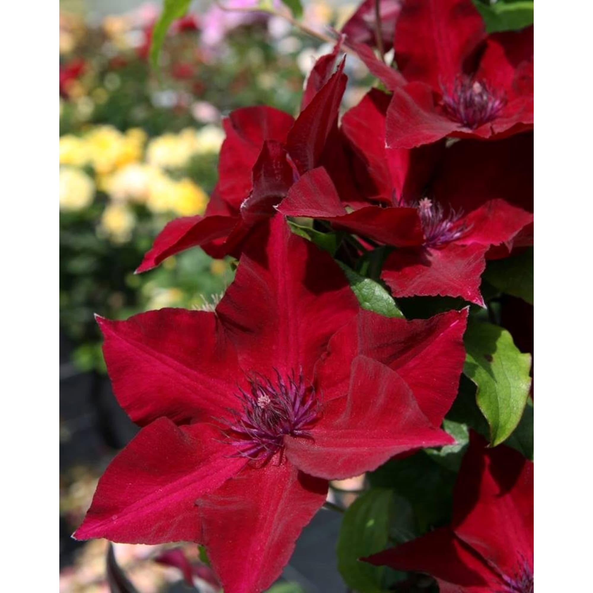 85324326 Клематис крупноцветковый Солидарность ø17 h50 см Santreyd 