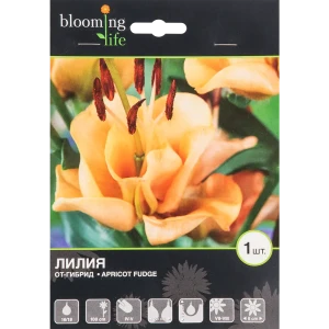Лилия ОТ-гибрид «Эприкот Фьюдж» 82539389 STLM-2061916