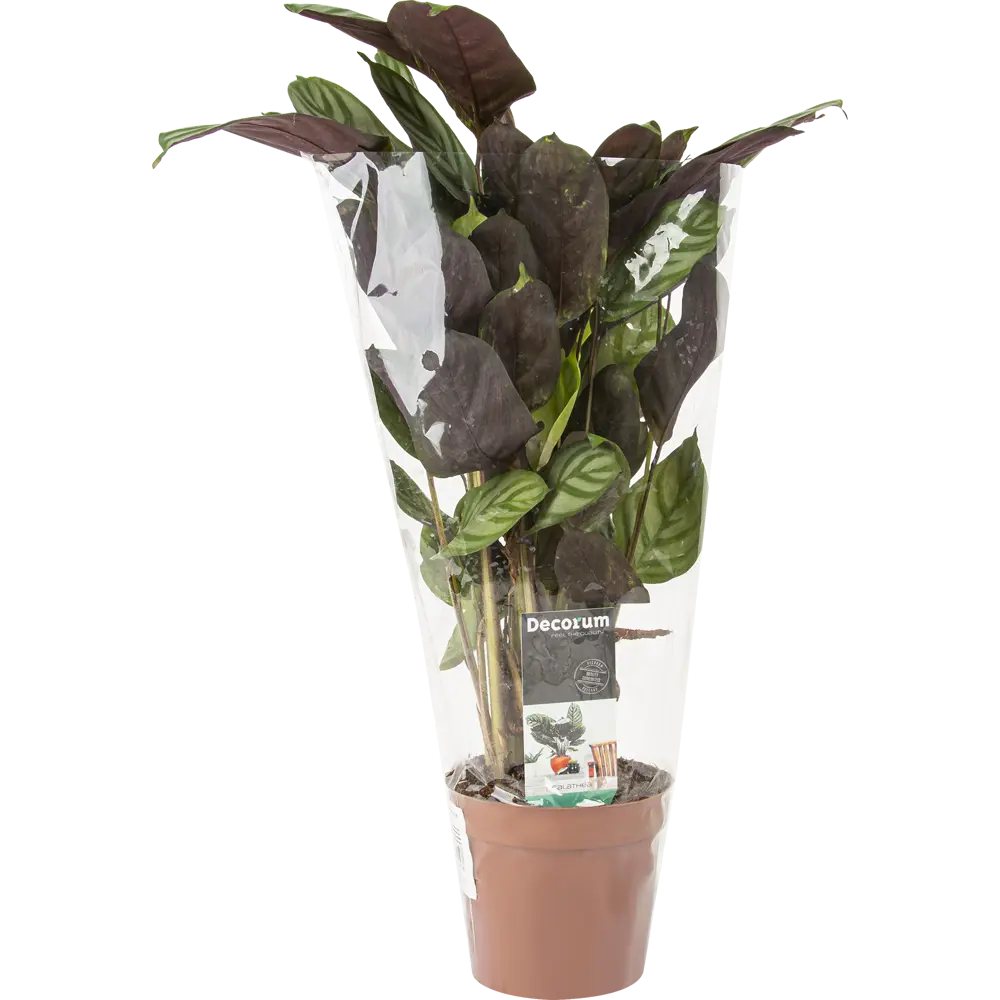 Ктенанта Бурле маркси от Santreyd — изящное комнатное растение с декоративными листьями 85062749 STLM-0957886 - Вид №2