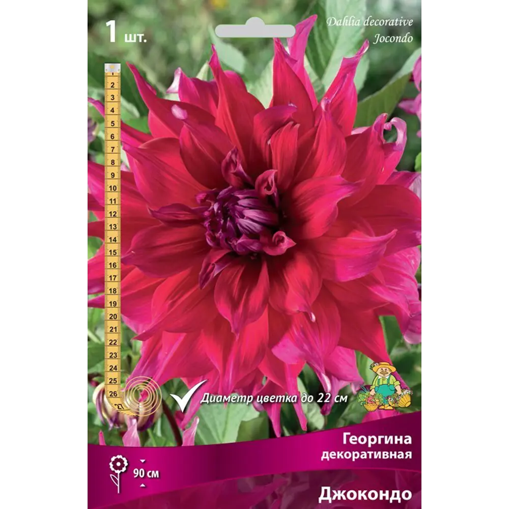 Георгина декоративная Джокондо луковица I 83593772 STLM-2198397 Santreyd 