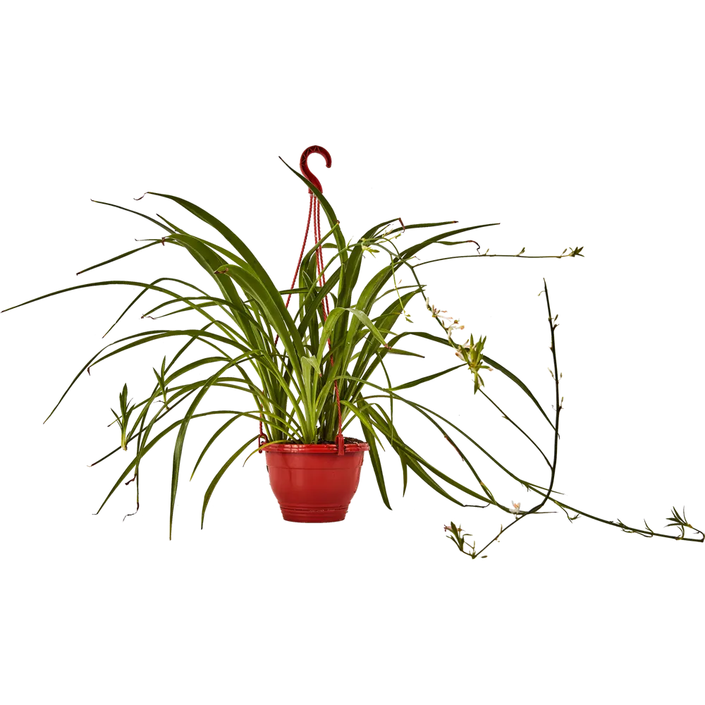 Santreyd Хлорофитум микс — изумрудный фонтан зелени для вашего интерьера 89338252 STLM-0958956