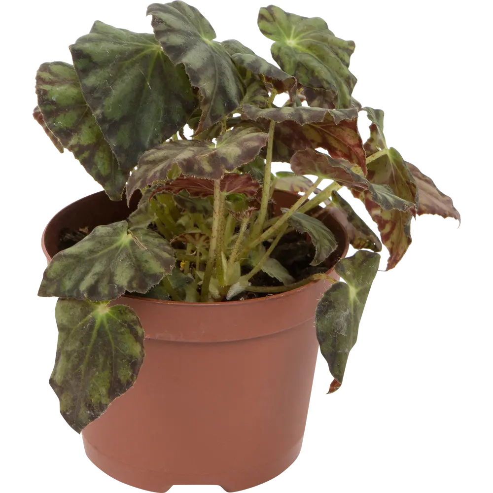 Santreyd Бегония королевская - вечнозеленое цветущее украшение интерьера 82560399 STLM-1541682