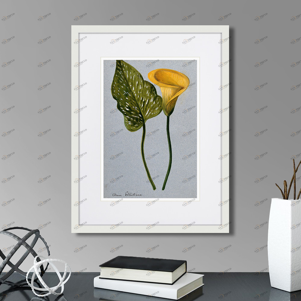 Литография на тонированной бумаге 42х32 см Yellow arum lily, 1899г. КАРТИНЫ В КВАРТИРУ  264519 Белый;коричневый;разноцветный 