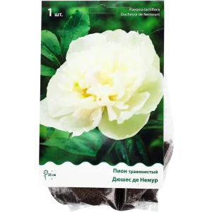 Пион травянистый «Дюшес де Немур» 81945475 STLM-2063780