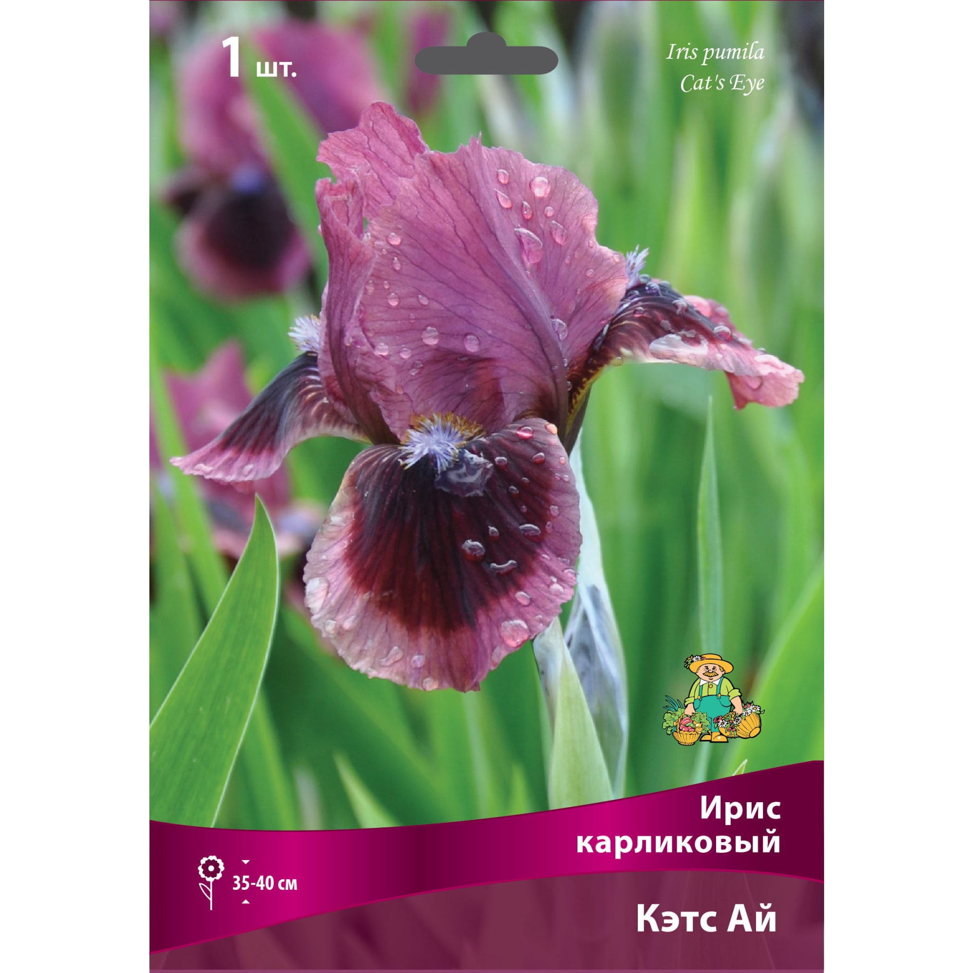 83597274 Ирис карликовый Кэтс Ай луковица I Santreyd 