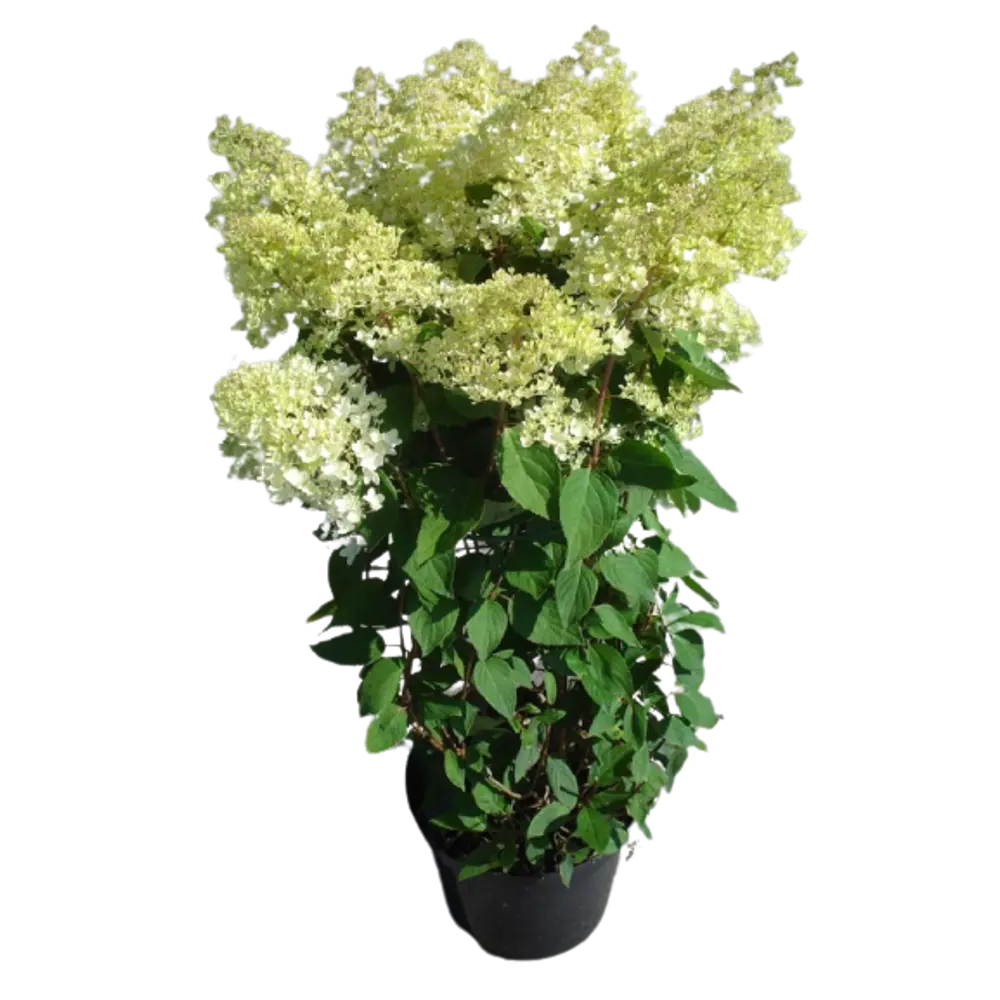 Гортензия метельчатая Сильвер Доллар ø9 h15 см 84832011 STLM-2152034 PLANTMARKET 