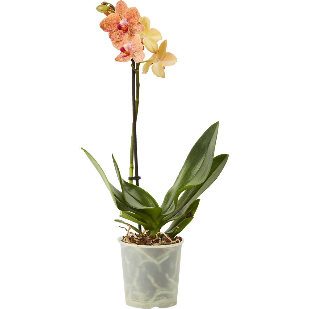 Santreyd Орхидея Фаленопсис микс - цветущая бабочка в вашем интерьере 85324974 STLM-0061535