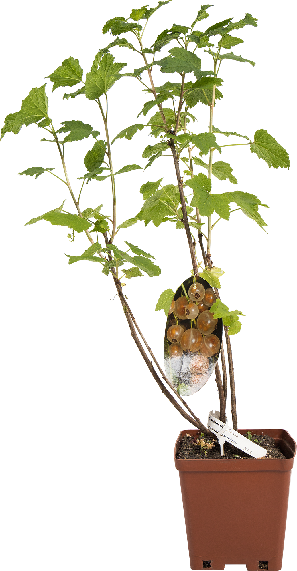 Саженец смородины белой Версальская C2 40 см 82597130 Santreyd STLM-0031012 - Вид №2