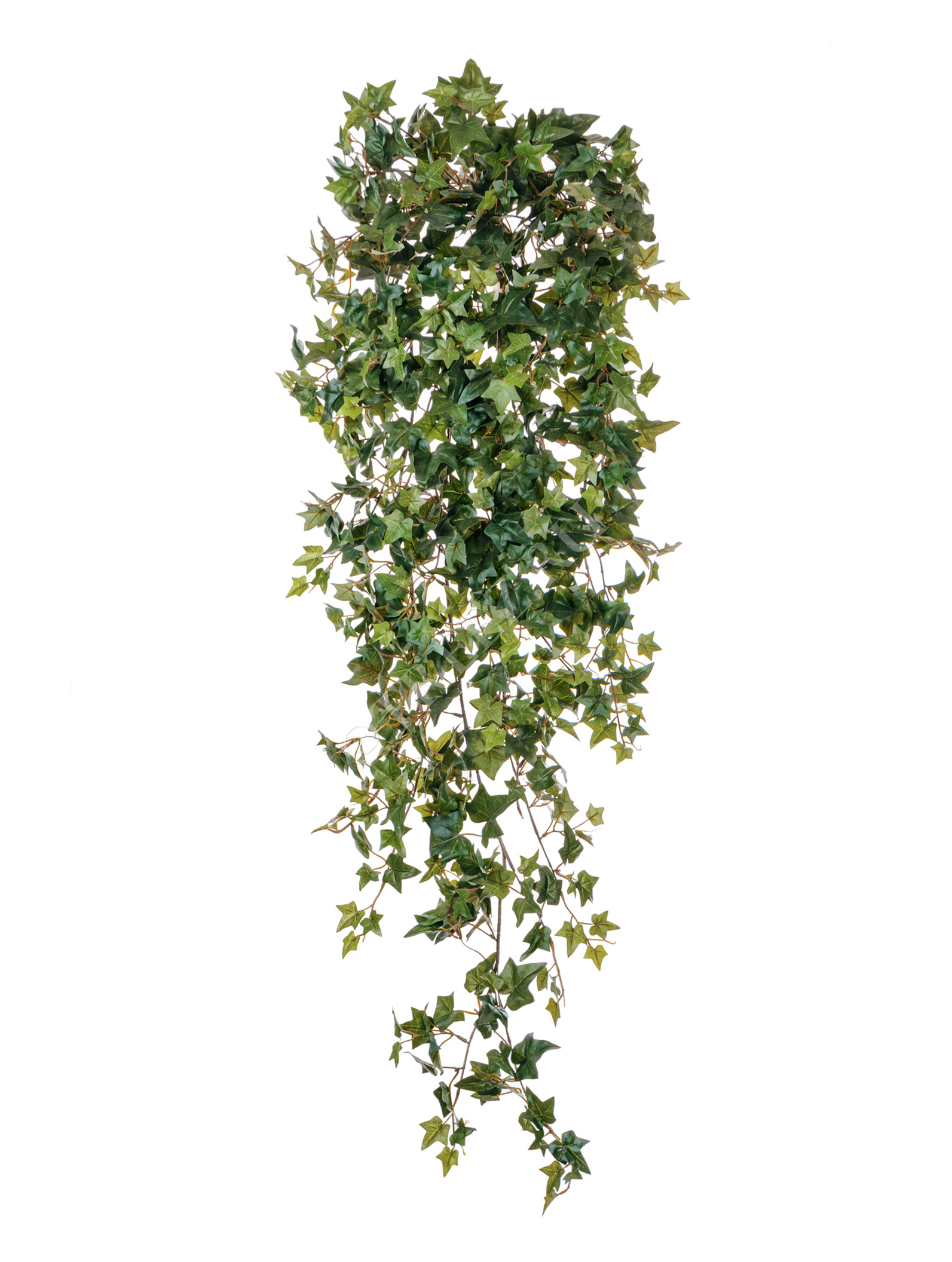 20.1135N Английский плющ Новый Цветочная коллекция  - Вид №3